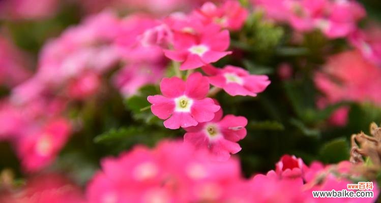 传递健康能量的花朵及其象征意义 花语中的健康之花——探寻身心健康的秘密