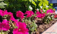 以表示坚韧的花有哪些 坚韧的花