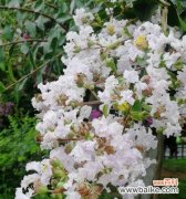 传递平安祝福的花语之选与含义详解 平安之花——寓意平安的花卉大揭秘