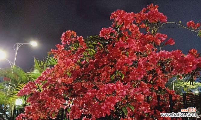 探寻花朵中的坚韧力量 坚韧不拔的花——生命的力量与希望