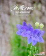 盛开的勇气 坚强花开，生命之力不息