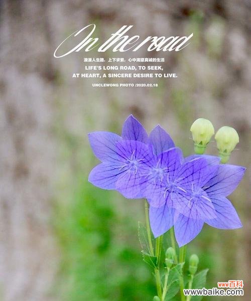 盛开的勇气 坚强花开，生命之力不息