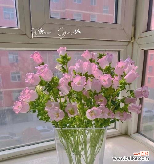 盛开的勇气 坚强花开，生命之力不息