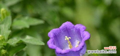 盛开的勇气 坚强花开，生命之力不息