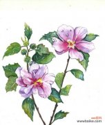 坚持的力量来自于这些花的花语 花开在坚持，花语告诉你什么是真正的坚持