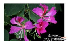 花言融化心灵的力量 用花言传递浓浓的亲情