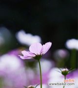 用花语传递庆祝和祝贺的心意 花之语言，庆祝祝贺的花