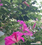 探寻庆祝场合中常见的花朵及其象征意义 庆祝的花花语