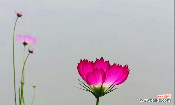 以鲜花之语向对方表达歉意 花语与原谅