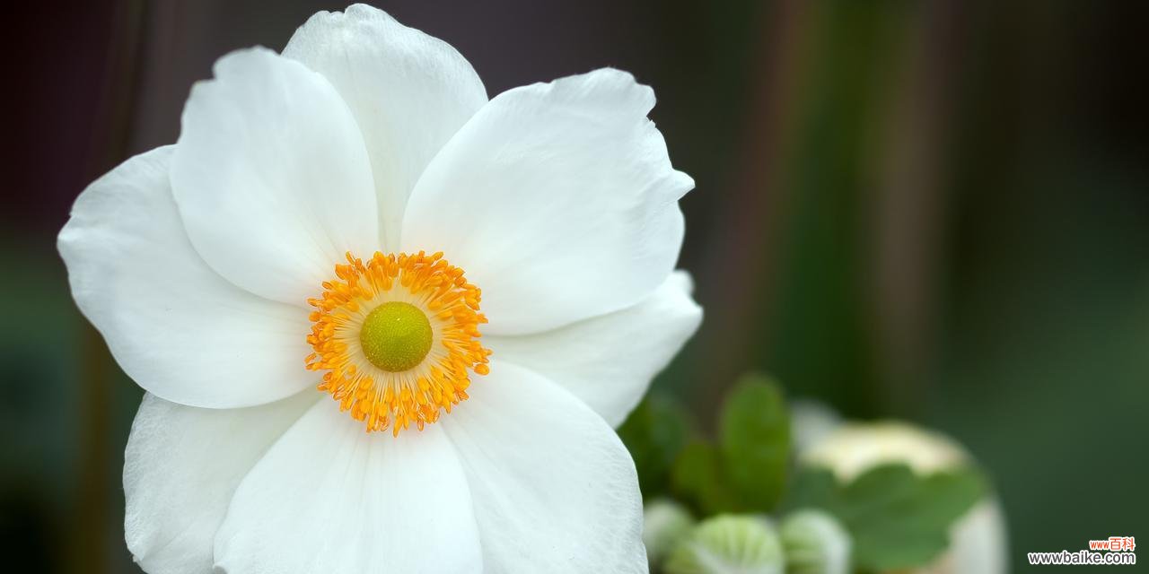 以努力的花为主题的花语故事 用花的语言表达努力