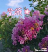 以努力的花为主题的花语故事 用花的语言表达努力