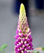 以鲜花传递爱意——母爱的花语解读 母爱的花