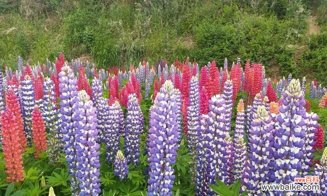 揭示伤感之花的花语及象征意义 伤感之花