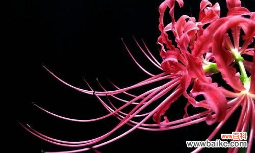 揭示伤感之花的花语及象征意义 伤感之花