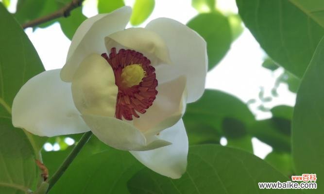 花开善良 善良之花