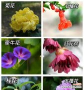 用花语传递热情的力量 热情之花