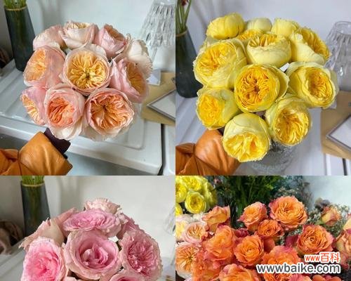 花语揭示人们心灵深处的失望与无奈 失望的花