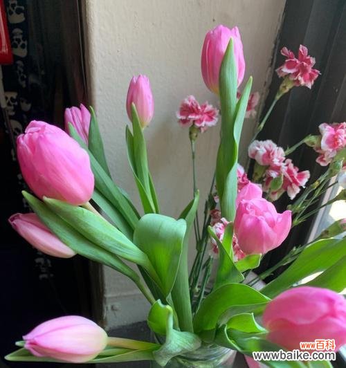 花语揭示人们心灵深处的失望与无奈 失望的花