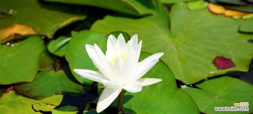 花语揭示人们心灵深处的失望与无奈 失望的花