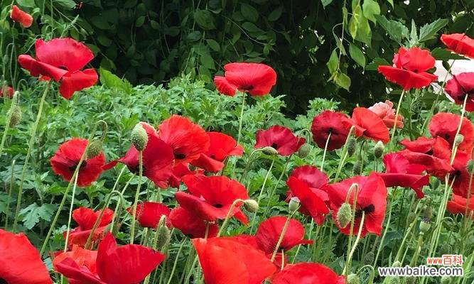 揭示花朵中蕴含的胜利信号 胜利的花