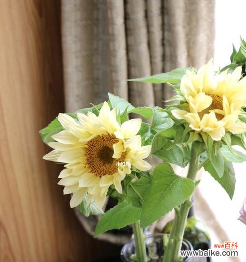 揭示花朵中蕴含的胜利信号 胜利的花