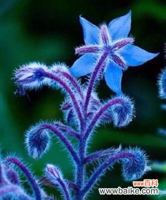 探索不同花卉与生日的契合之美 生日的花花语