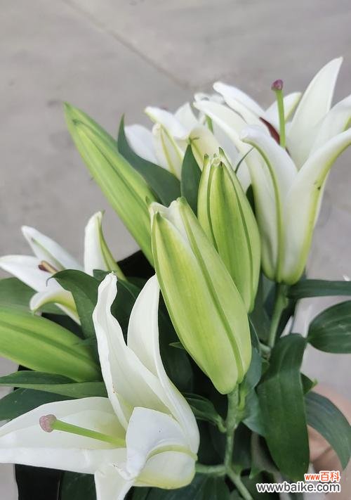 探索不同花卉与生日的契合之美 生日的花花语