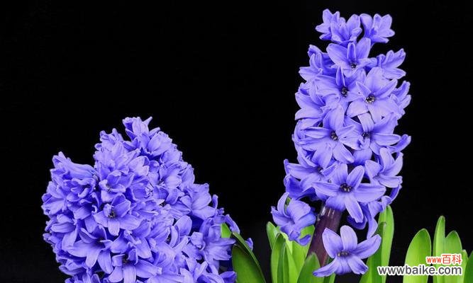 以花语传递生命的力量 盛放生命的花朵