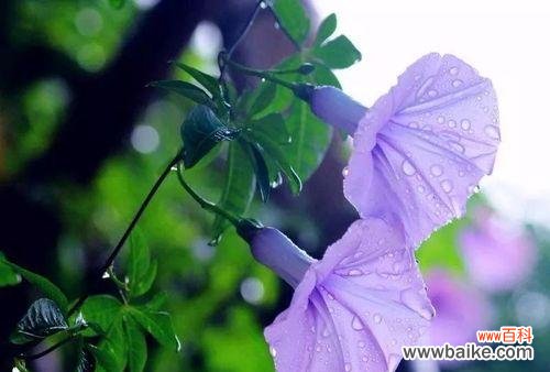 以花语传递生命的力量 盛放生命的花朵