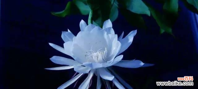 揭示伤心的花朵及其悲伤的内涵 伤心的花花语及象征意义