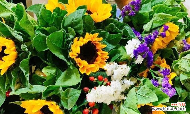 探寻花语中的无私奉献之美 无私奉献的花