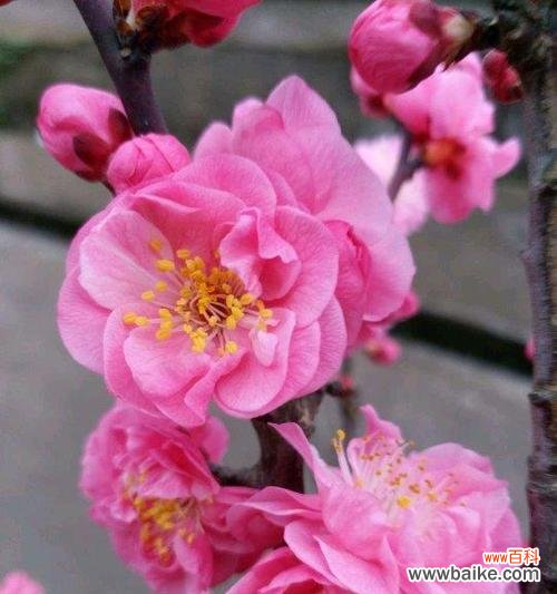 探寻花语中的无私奉献之美 无私奉献的花