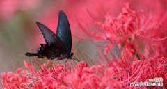 探索死亡花的象征意义与文化内涵 花语之殇