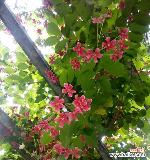 表达心思 思念的花——诠释思念之美