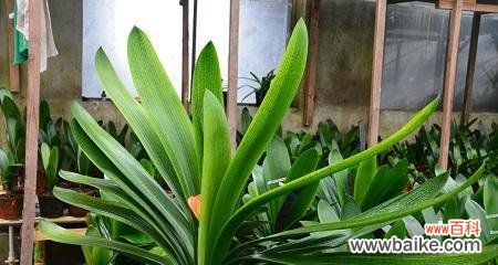 探究君子兰开花的象征与启示 君子兰开花的美丽与意义