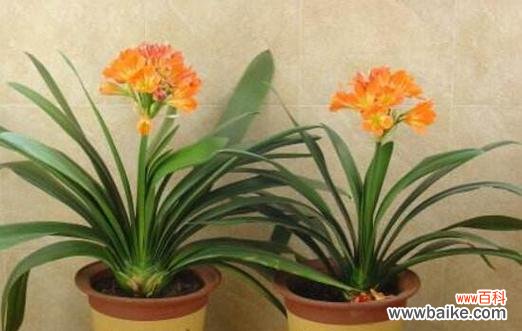 探究君子兰开花的象征与启示 君子兰开花的美丽与意义