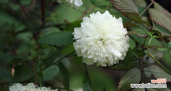 揭示荼蘼花的神秘符号及其象征意义 荼蘼花的寓意与象征