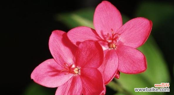 以花语表达遗憾情感的花朵 遗憾的花