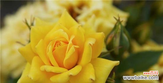 以花语表达遗憾情感的花朵 遗憾的花