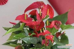 以花为媒介 用菊花代表尊重——传递尊重的力量