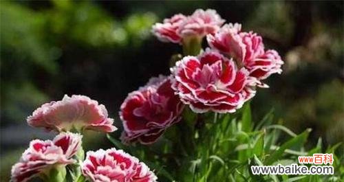 以花为媒介 用菊花代表尊重——传递尊重的力量