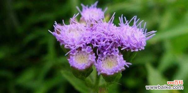 以花为媒介 用菊花代表尊重——传递尊重的力量