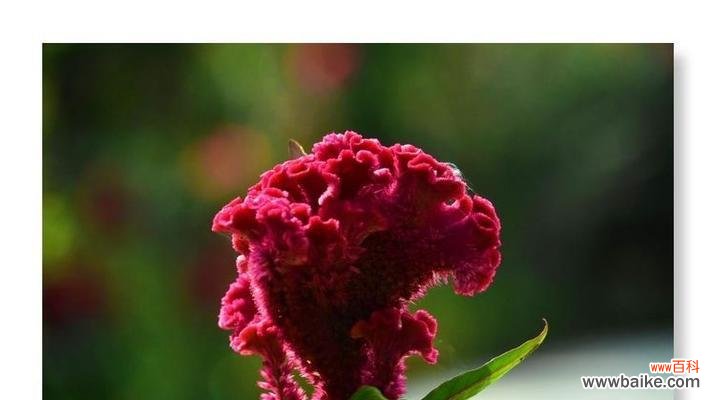 探索鸡冠花的花语及象征意义 鸡冠花花语