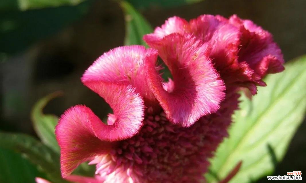 探索鸡冠花的花语及象征意义 鸡冠花花语