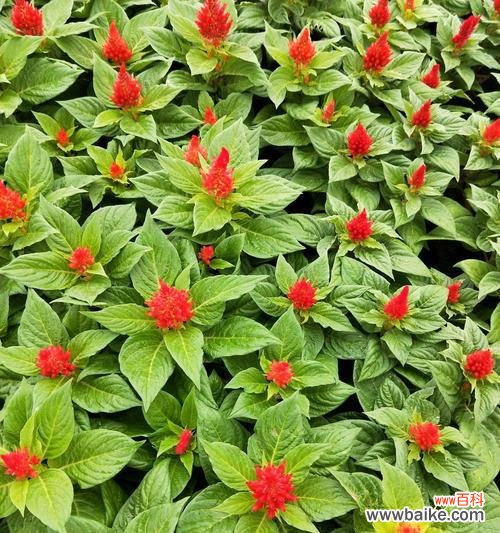 探索鸡冠花的花语及象征意义 鸡冠花花语