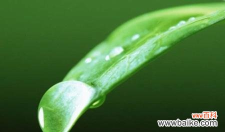 以自律为主题的植物世界中的生命表述 植物世界中象征自律的生命之花