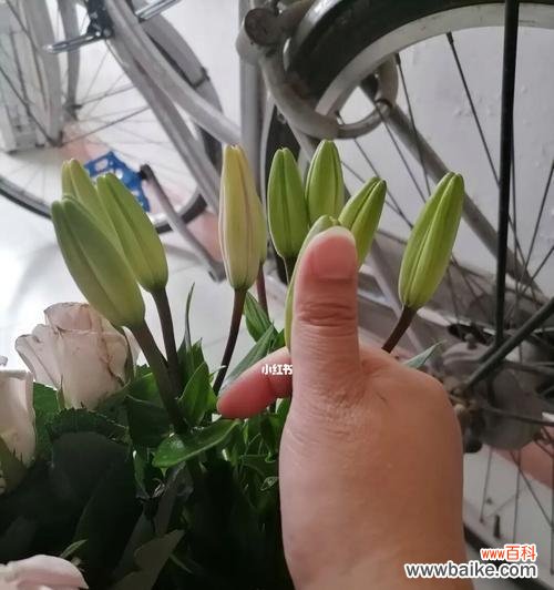 用花语表达深深的思念 花开在心间，想念的花