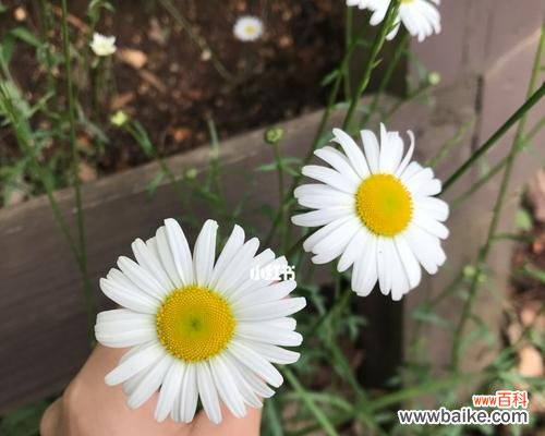 用花语表达深深的思念 花开在心间，想念的花