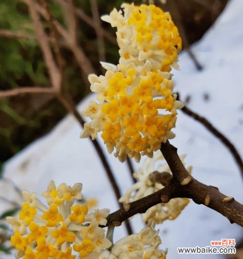 相思的花语给爱情增添浓浓的诗意 相思的花