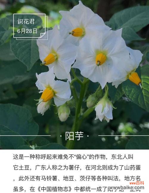 探秘花语中的喜欢之意 花语传情,喜欢的花是爱的表达